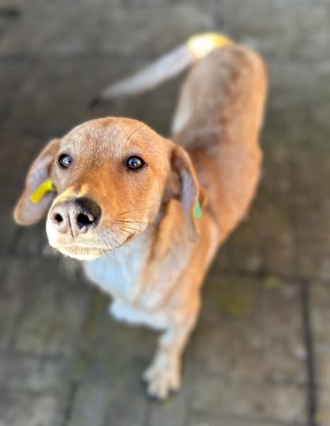 RUBIA (♀) – Bild 6