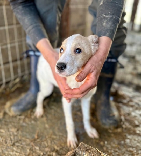 H7PLK436/1 (♀) – Bild 2