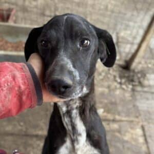 ADJA (♀) - NOTFALL - extrem dünn (11/25)