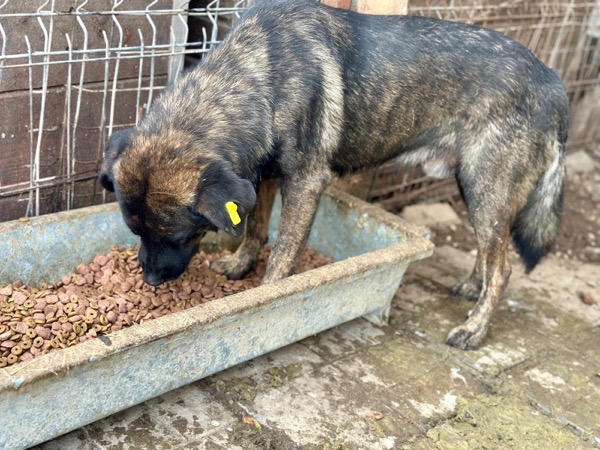 FERDINAND (♂) – Bild 2