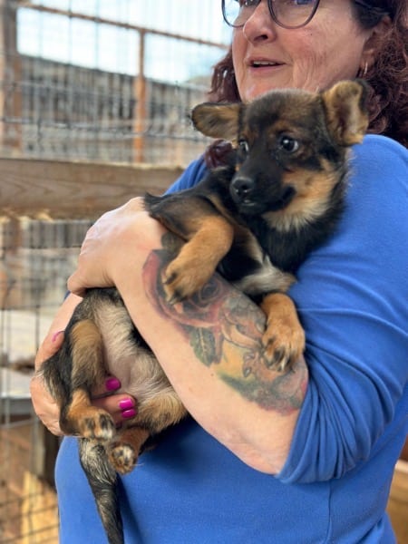 ASTRI (♀) - reserviert Second Chance Dogs (AL 25.10.) – Bild 4