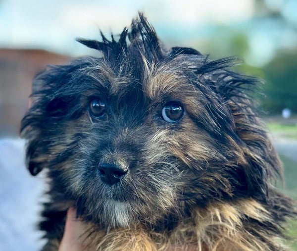 R1SKGY (♂) – Bild 4