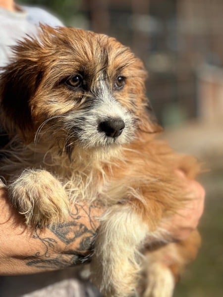 H2SKGY (♀) – Bild 2