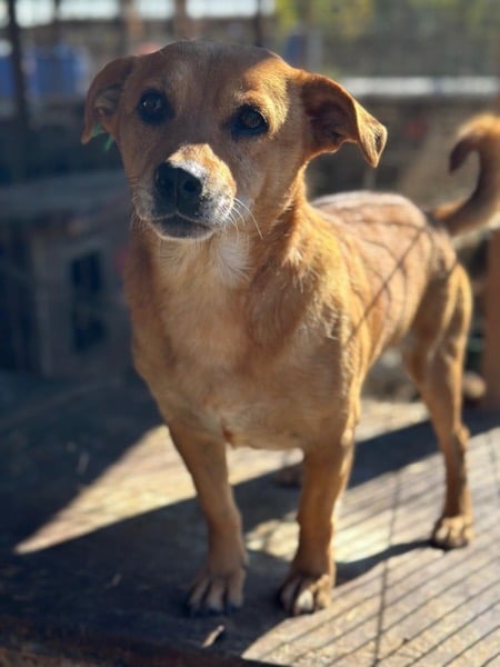 POMBÄR (♂) – Bild 4