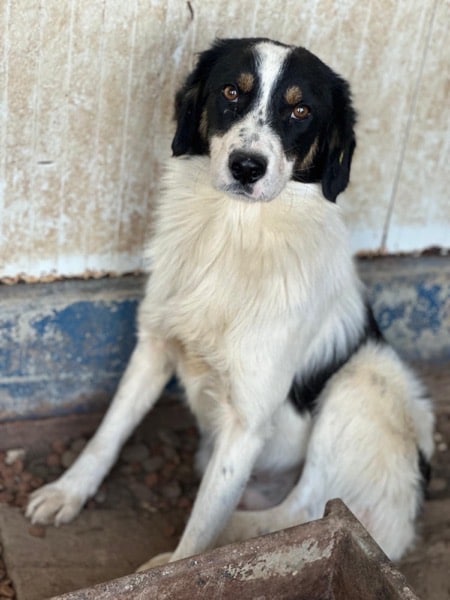 CADEAU (♂) – Bild 4