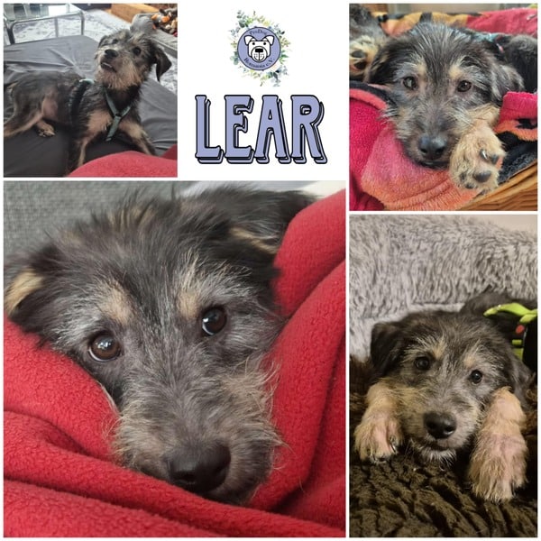 LEAR (♂) in 55270 Ober Olm