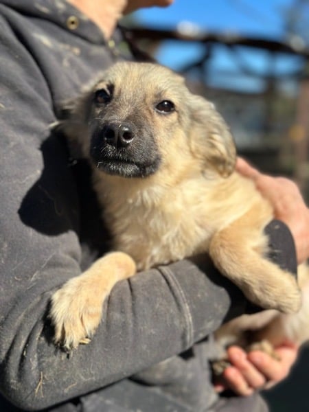 H6CCM4 (♀) – Bild 4