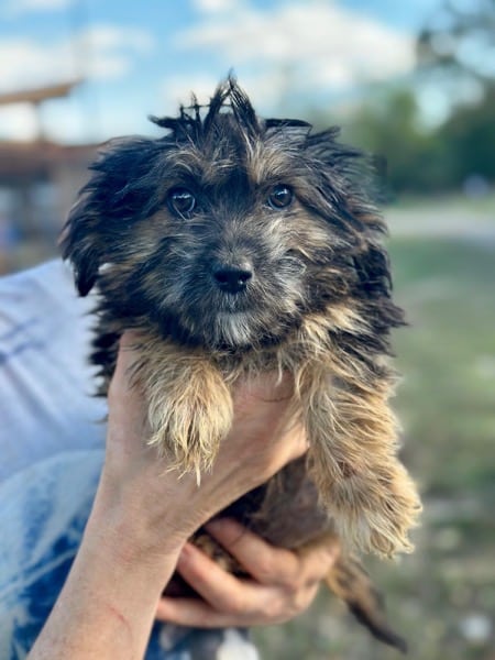 R1SKGY (♂) – Bild 2