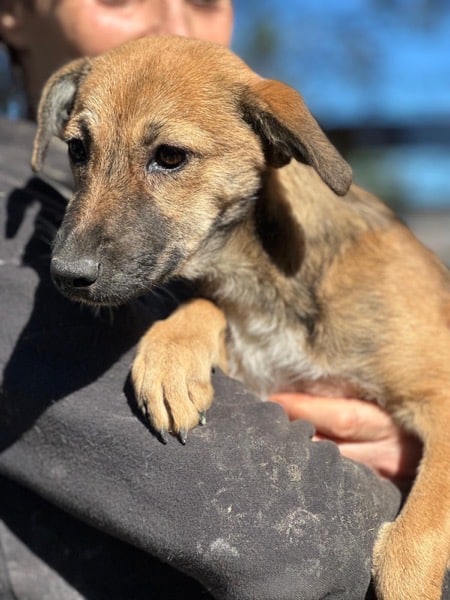 H7CCM4 (♀) – Bild 10