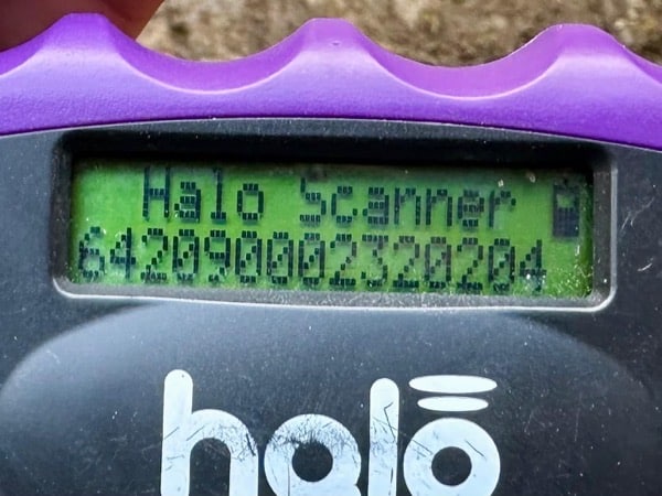 CADEAU (♂) – Bild 6