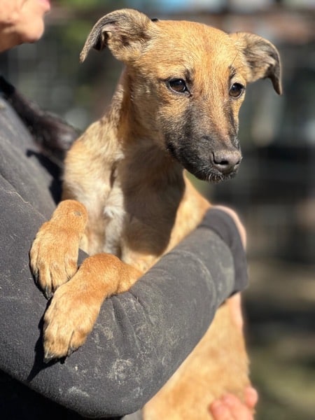 H8CCM4 (♀) – Bild 4