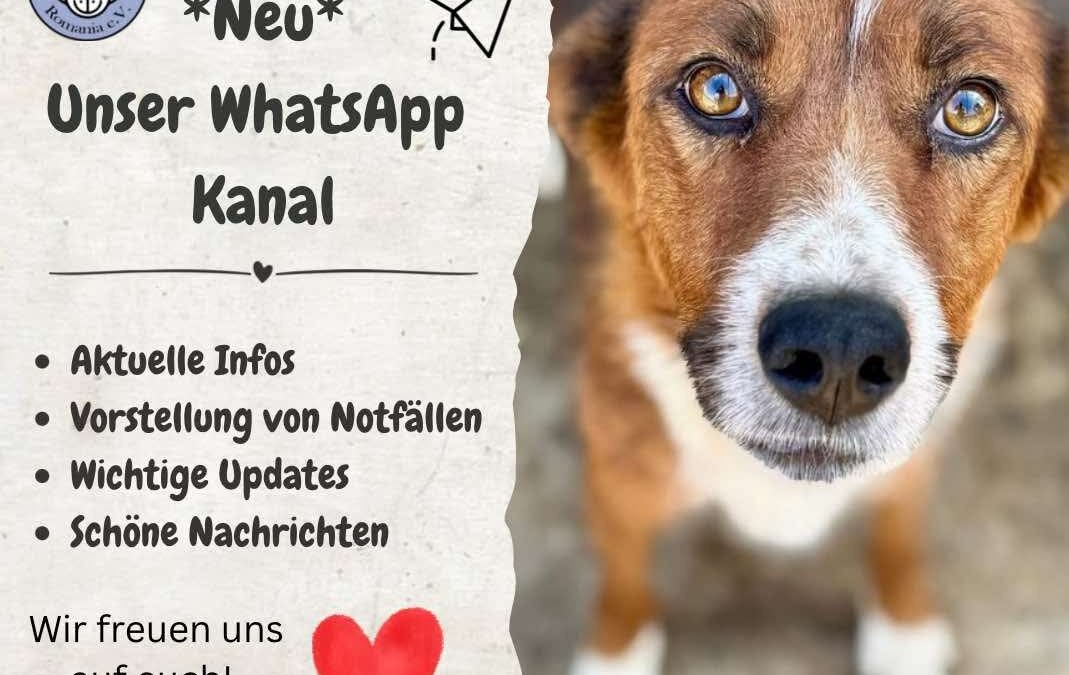 Neu: Unser offizieller WhatsApp-Kanal ist online! 📱💬