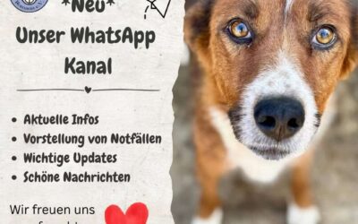 Neu: Unser offizieller WhatsApp-Kanal ist online! 📱💬