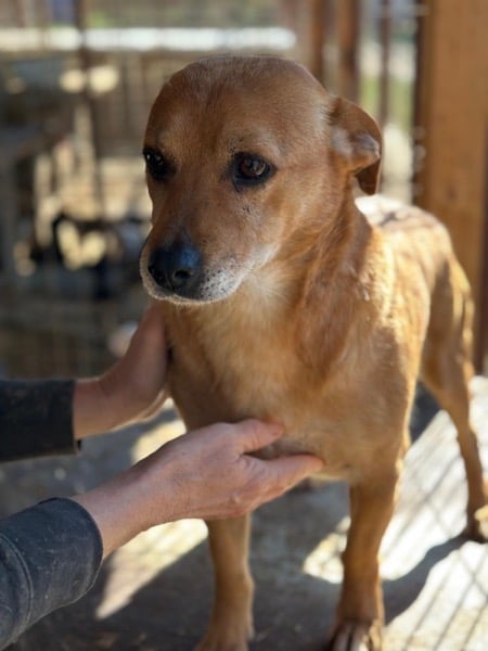 POMBÄR (♂) – Bild 5