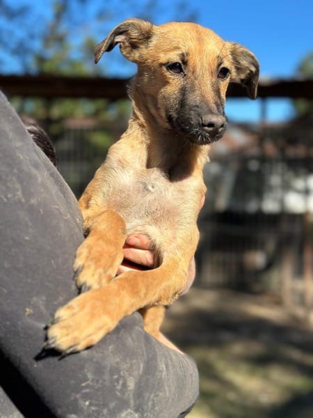 H8CCM4 (♀) – Bild 5