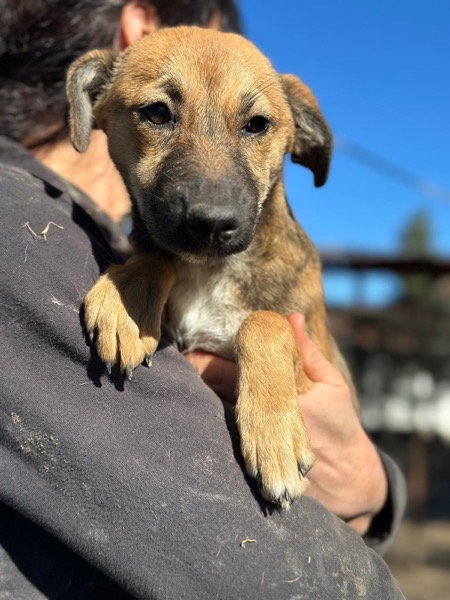 H7CCM4 (♀) – Bild 6