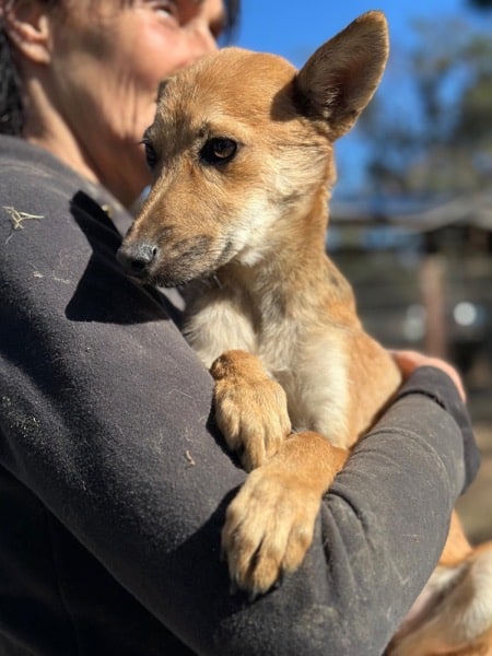 H4CCM4 (♀) – Bild 4