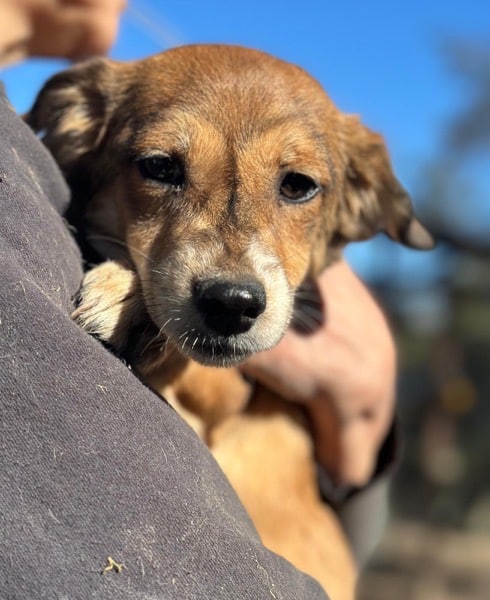 PEA (♀) – Bild 6