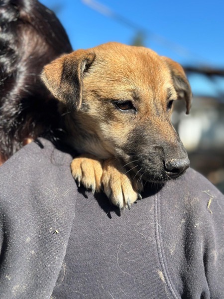 H7CCM4 (♀) – Bild 4