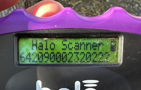 R5CCM4 (♂) – Bild 6