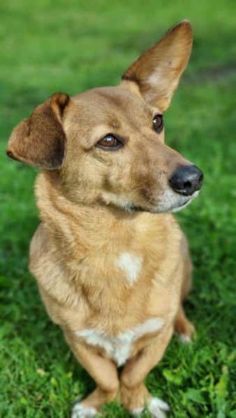 CHIVA (♀) in 24222 Schwentinental – Bild 8