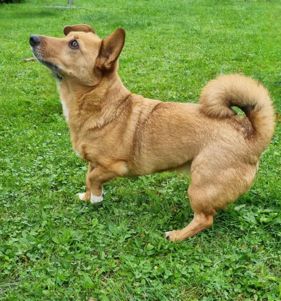 CHIVA (♀) in 24222 Schwentinental – Bild 7