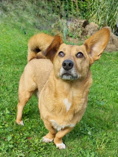 CHIVA (♀) in 24222 Schwentinental – Bild 6