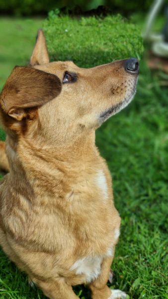 CHIVA (♀) in 24222 Schwentinental – Bild 4