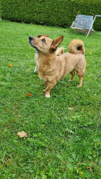 CHIVA (♀) in 24222 Schwentinental – Bild 9