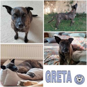 GRETA (♀) in 77815 Bühl