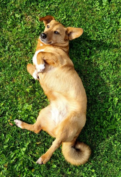 CHIVA (♀) in 24222 Schwentinental – Bild 2