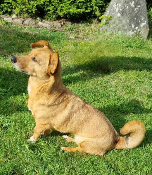 CHIVA (♀) in 24222 Schwentinental – Bild 5