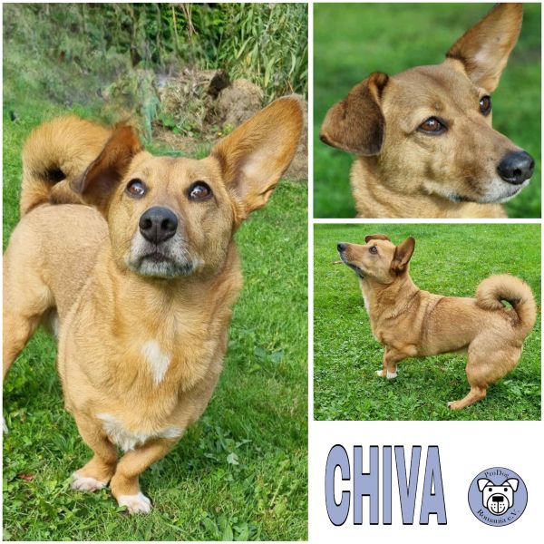 CHIVA (♀) in 24222 Schwentinental