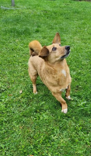 CHIVA (♀) in 24222 Schwentinental – Bild 3