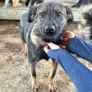 ORLANDO (♂) - schont linkes Hinterbein