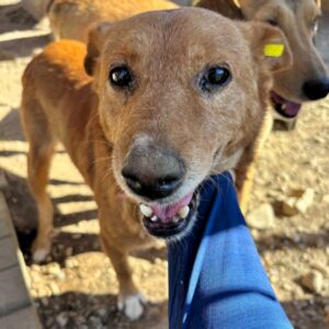 CALMO (♂) - Notfall - abgekämpfter Senior - sollte zeitnah reisen!