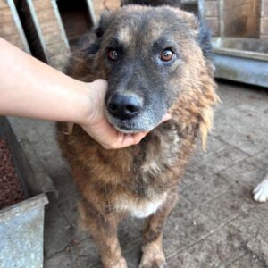 R3JSOHK13 (♂) - verfilztes Fell - sollte zeitnah reisen!