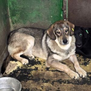 R1JPLVET11 (♂) - Notfall - durchtrittig - bereits unsicher - sollte zeitnah reisen!