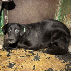 H1JPLVET11 (♀) - Notfall - bereits unsicher - sollte zeitnah reisen!