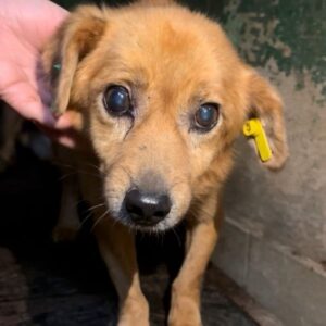 R1JPLVET12 (♂) - Notfall - müder Opa - sollte zeitnah reisen!