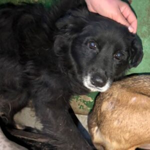 H1JPLVET13 (♀) - Notfall - hatte Ohren-OP - sollte zeitnah reisen!