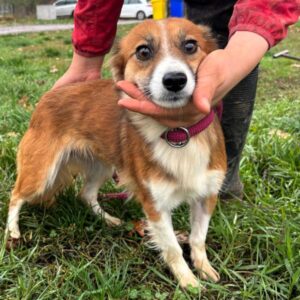 H2JPLVET13 (♀) - Notfall - hatte während Kastra OP Atemaussetzer - sollte zeitnah reisen!