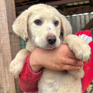 R1JPLCCM4 (♂) - reserviert Tierhilfe Lebenswert DR 12.11.2025