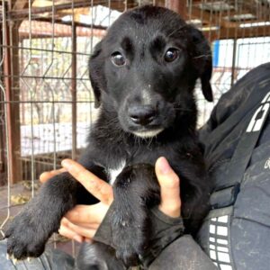 R1JPLK436/2 (♂) - wird unsicher - sollte zeitnah reisen!