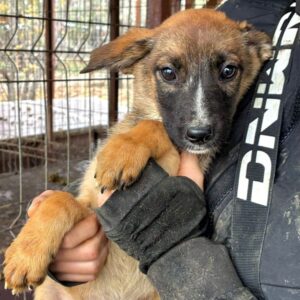 H3JPLK436/2 (♀) - zu dünn - bereits unsicher - sollte zeitnah reisen!