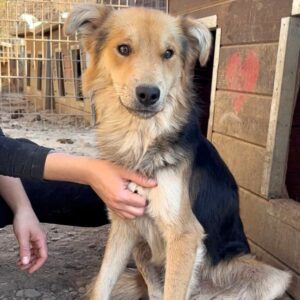 AMAYA (♀) - Notfall - viel zu dünn - sollte zeitnah reisen! - reserviert Vierbeiner in Not (SAS 02.11.)