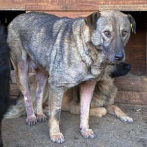 BALTO (♂) - Notfall- starke Hautprobleme - sollte zeitnah reisen!