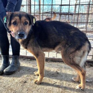 ATHOS (♂) - Notfall - viel zu dünn - Hinterhandprobleme - sollte zeitnah reisen!