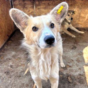 FESTUS (♂) - Notfall - viel zu dünn - sollte zeitnah reisen!