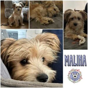 MALINA (♀) in 53937 Schleiden